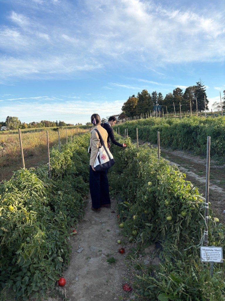 Two lab members picking tomatoes between tall staked rows