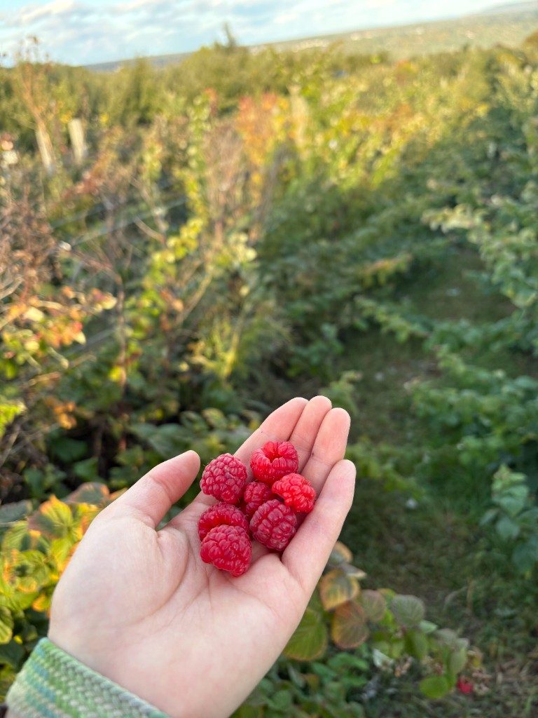 A handful of freshly picked raspberries