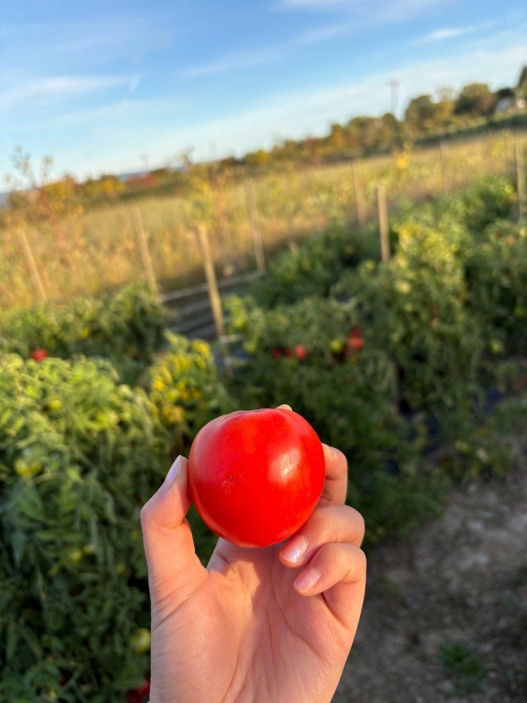 A ripe red tomato held up in front of the tomato field
